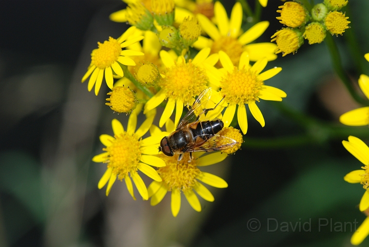 Eristalis species2.JPG